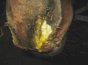 Strangles on the increase in the UK