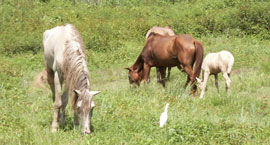 Coimas para propriet&aacute;rios de cavalos abandonados