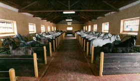 Coudelaria Nacional no Vale de Santarém fecha no Verão