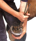 Practical and Theoretical course on horse shoeing