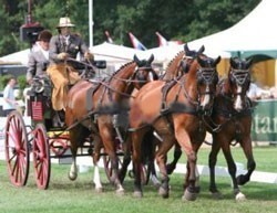 Tragedy at Ben Voets' stables