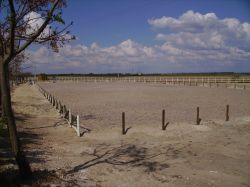 Autarquia de Salvaterra de Magos incentiva o desporto equestre