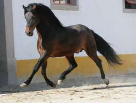 Leilão de Cavalos Alter Real - 24 de Abril