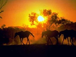 Cavalos atropelados por um pesado de mercadorias