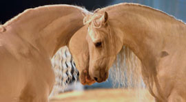 Appassionata vem para encantar Portugal