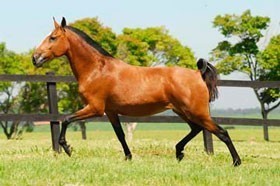 The X annual Lusitano Auction promises to be exceptional