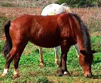 Garranos à solta na EN 103