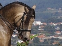 Solares de Portugal promovem Gala Equestre