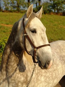 Interagro – Qualidade genética no mais tradicional leilão de cavalos Lusitanos no Brasil