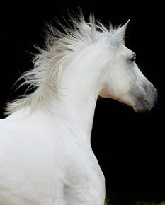 Cavalos foram destaque na Expolima