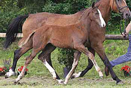 Portugal compra "Quel Homme" por 100 mil euros...