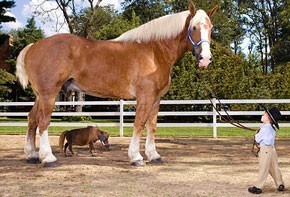 The world's tallest horse meets the world's smallest
