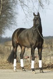 Cryozootech announces the birth of Poetin's Clone