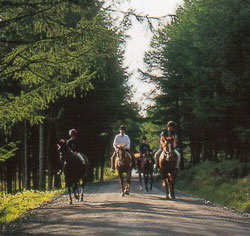 Cavalos na vigil&acirc;ncia da floresta