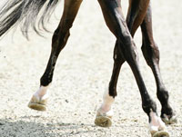 Azeitão acolhe o Cto. de Portugal de Ensino