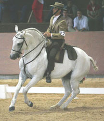 Gold for Portugal in the European Working Equitation Championships