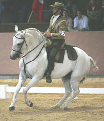 Ouro e Bronze para Portugal no Cto. da Europa de EQ. de Trabalho 2007