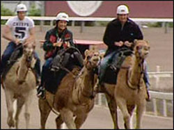 Corridas de camelos na Austrália