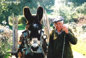 Burro pode ser usado com fins terap&ecirc;uticos