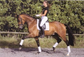Cavalo Oldenburgo Roubado - Saint-exupéry