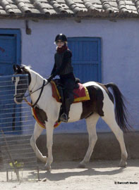 Madonna monta os cavalos Marwari