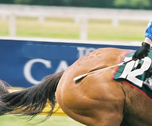 MP joins call to ban whip use in horse racing