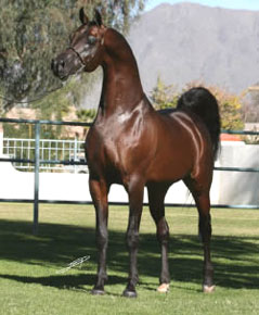 Garanhões árabes vendidos por 2,8 e 5 milhões de dólares