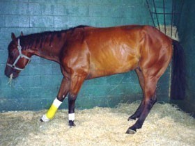 Researchers look at mint in battle against laminitis