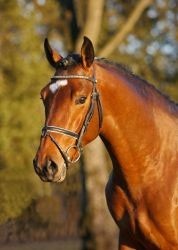 Um filho de “Flipper” aprovado na Baviera