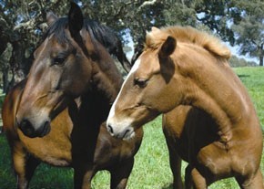 "A Vida Equestre – Tradição e Arte” por Helga Serôdio