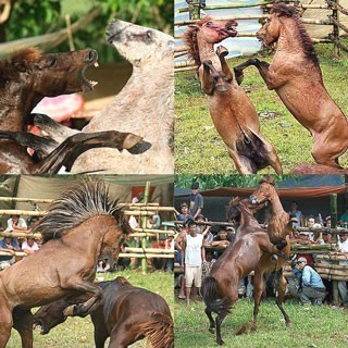 Torneio de sangue: o horror das lutas de cavalos nas Filipinas