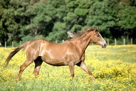 Outbreak of African Horse Sickness in South Africa