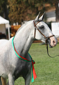 The Lusitano breed's questionable credibility...