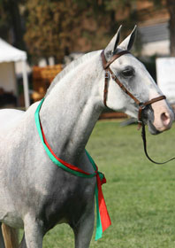 Reinspec&ccedil;&atilde;o de animais da ra&ccedil;a Lusitana