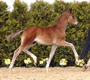 Lusitanos Sport paid 70.000 € for an Westphalian foal