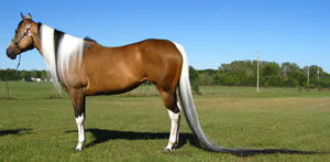 Paint horse has world's longest tail