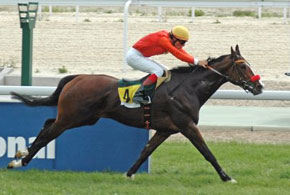 Brilhante vitória de Cerqueira com Alhaprince