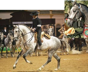 Preview Coudelaria Ilha Verde’s 11th International Luso-Brasileiro Auction lots on-line