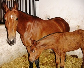 Suiça II foi a mais valiosa do Leilão de Cavalos de Alter