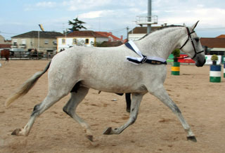 "Úrsula" égua de Ouro