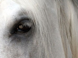 Cavaleiro morreu em colisão com automóvel