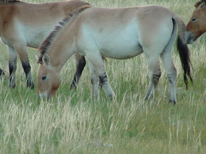Cavalo Przewalski em risco de extinção em Portugal