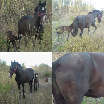 ALERTA: Cavalo abandonado ou roubado...