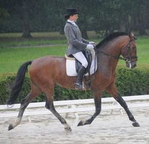 100 Cavalos Ib&eacute;ricos encantaram em Lion d'Angers