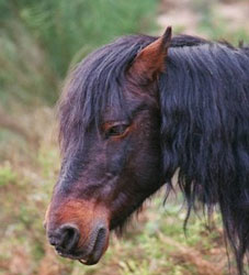 ACERG critica "veementemente" morte a tiro de dez cavalos