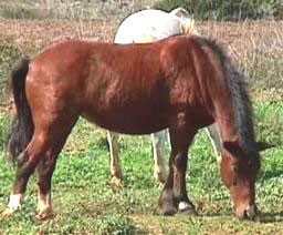 Dez cavalos mortos a tiro...