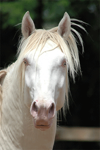 Cientistas identificam mutação que torna os cavalos cinzentos