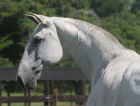 Aprovada regulamentação para sistema de identificação de Cavalos