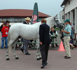 Luís Garcia no Cto do Mundo de 1 Cavalo