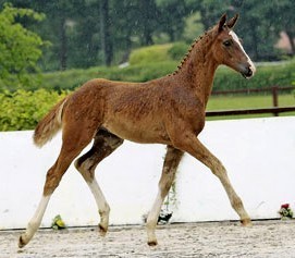 Top-priced Hanoverian foal sold at Euro 120,000